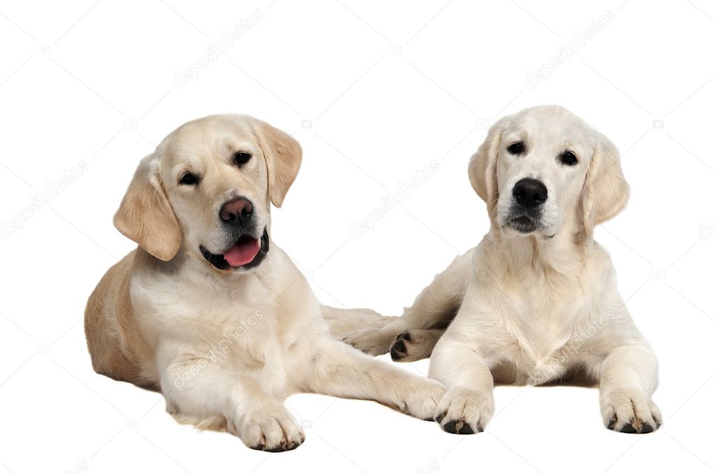 Pair of golden retriever dog