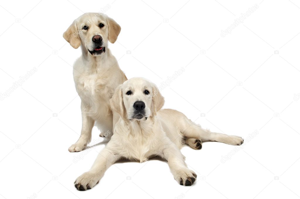 Golden purebread retriever dog