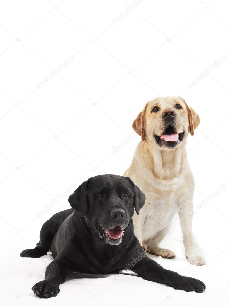 Two labrador retriever dogs