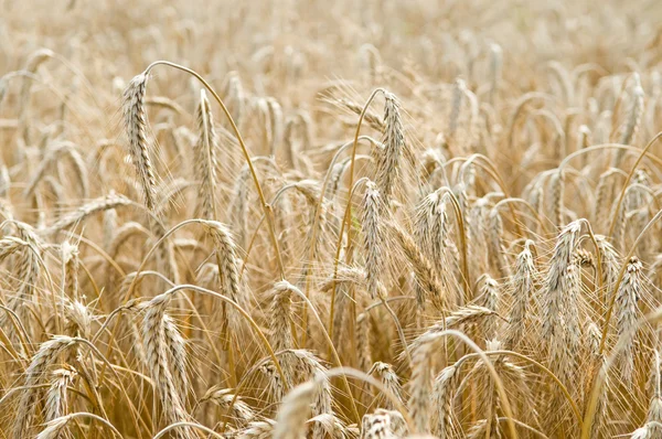 Orejas de centeno (trigo) cereales —  Fotos de Stock