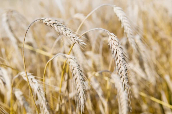 Уши ржаных (пшеничных) злаков — стоковое фото