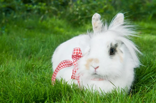 Bílý králík na zelené trávě — Stock fotografie