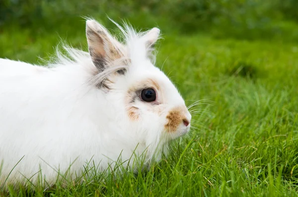 Weißes Kaninchen auf grünem Gras — Stockfoto