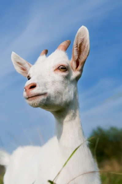 Молода коза з маленькими рогами — стокове фото