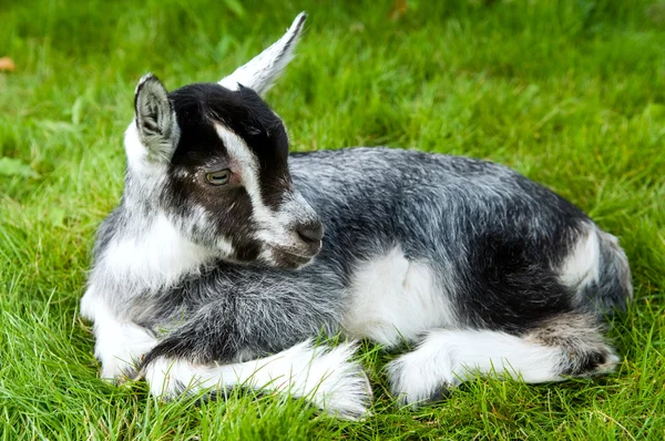 Чорно-білий козел на зеленій траві — стокове фото