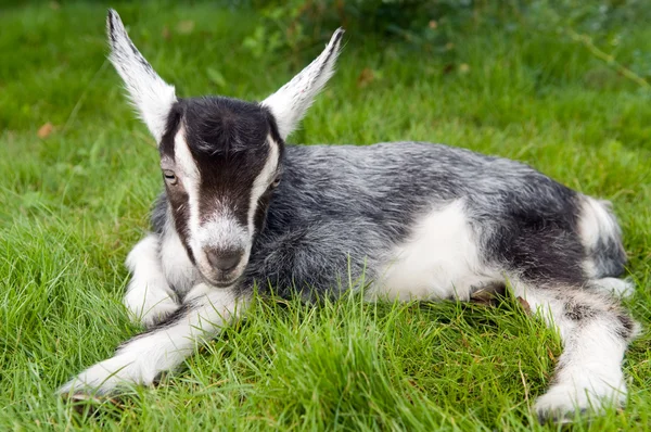 Preto branco jovem cabra na grama verde — Fotografia de Stock