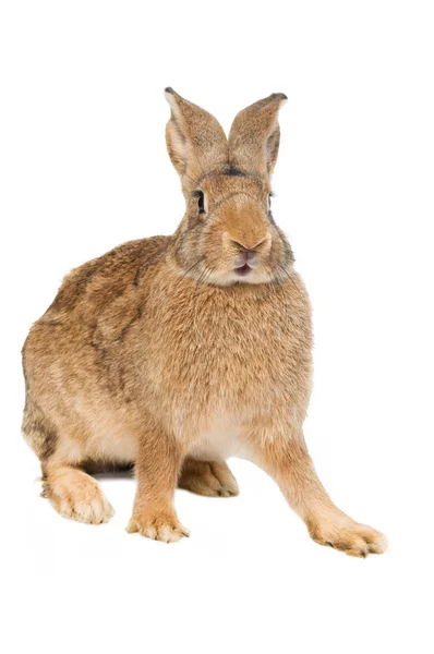 Brązowy królik na białym tle — Zdjęcie stockowe