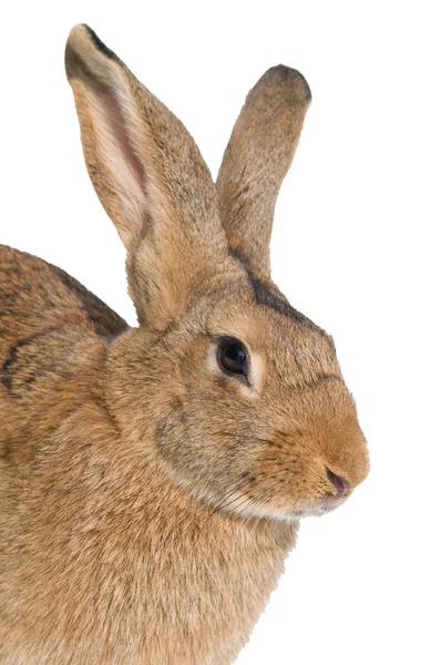 Hnědý králík izolované — Stock fotografie