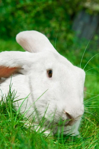 Білий кролик на траві — стокове фото