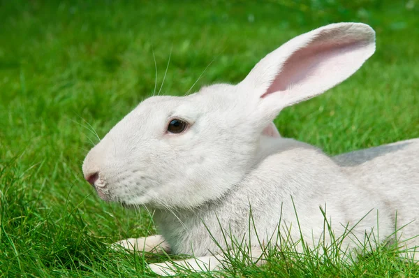 Weißes Kaninchen auf Gras — Stockfoto
