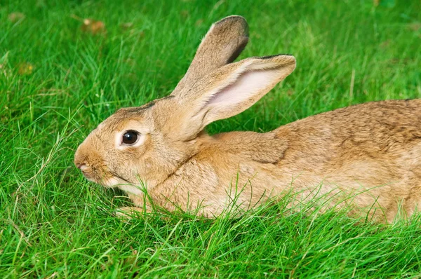 Hnědý králík bunny na trávě — Stock fotografie
