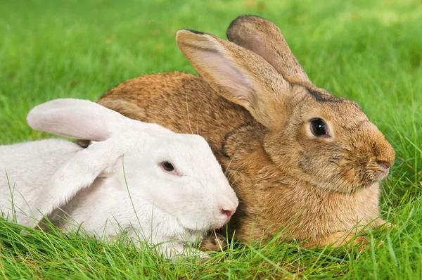 Iki tavşan tavşan çimenlerin üzerinde — Stok fotoğraf