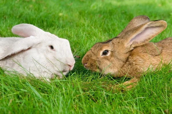 Açık kahverengi ve beyaz tavşanlar — Stok fotoğraf