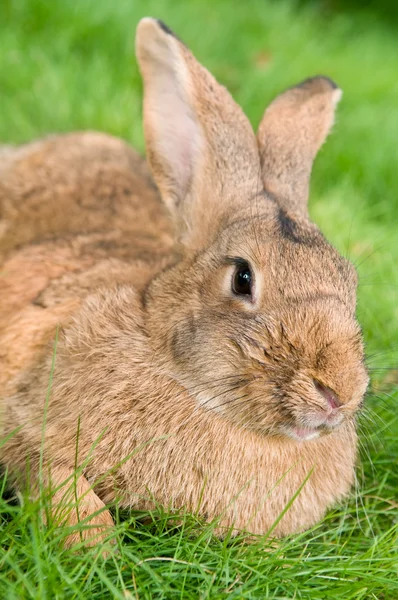 Brązowy królik królik na trawie — Zdjęcie stockowe
