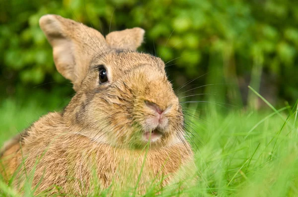 Коричневий кролик Кролик на траві — стокове фото