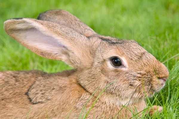 Conejo marrón conejo en la hierba —  Fotos de Stock