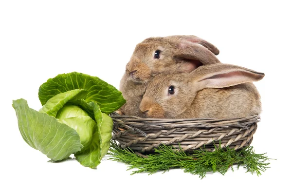 Dos conejos en una cesta —  Fotos de Stock