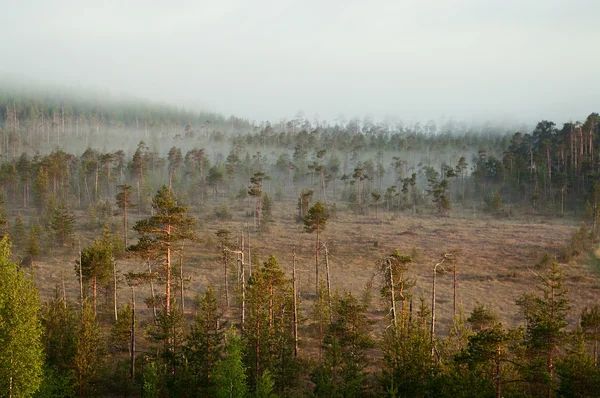 Ráno v lese. mlha na vzdálenosti daleko. klidné krajina — Stock fotografie