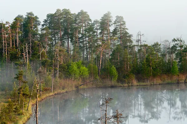 Morning in taiga forest. Fog on surface — Stock Photo, Image