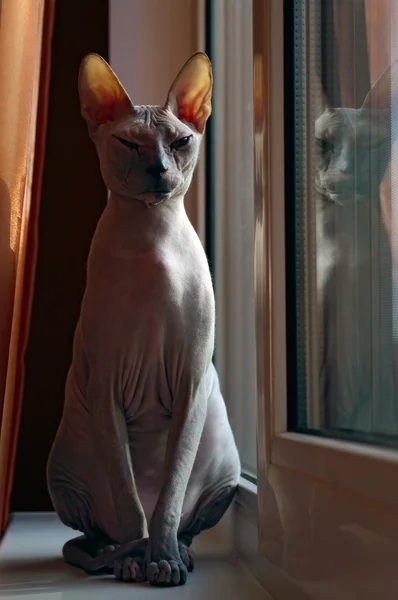 Gato esfinge — Fotografia de Stock
