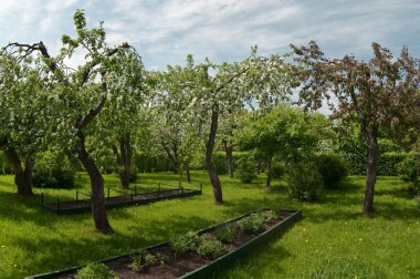 Apple trees garden in spring time. clipart