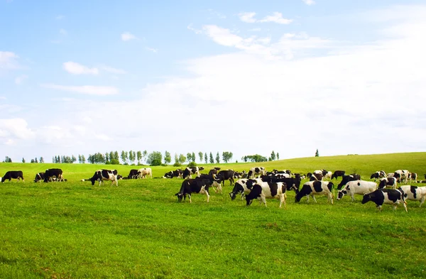 stock image Cows