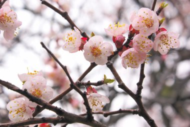 sakura çiçek şube