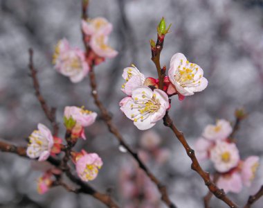 sakura çiçek şube