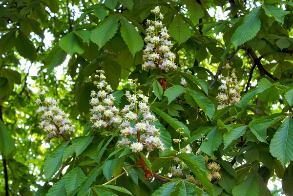 stock image Blooming chestnut tree