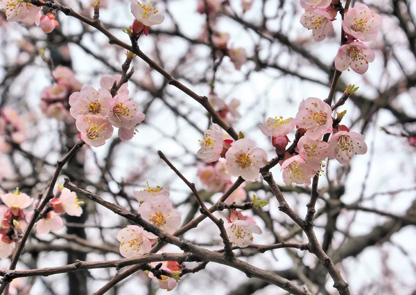 Гілка квітів сакури — стокове фото