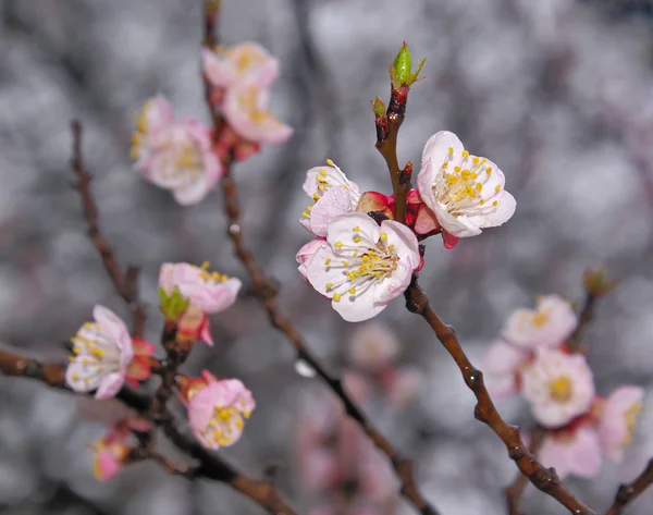 stock image Branch of sakura flowers