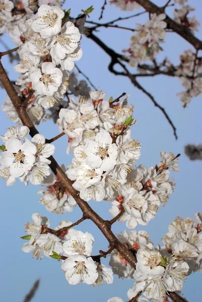 Sakura çiçek closeup Şubesi — Stok fotoğraf