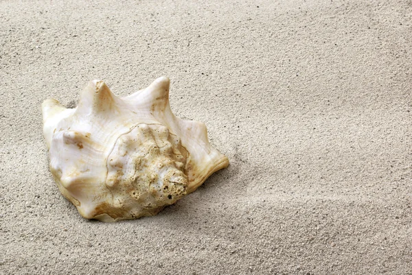 Cáscara de mar sobre arena — Foto de Stock