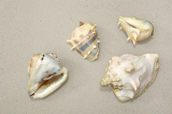 Cuatro conchas marinas sobre arena — Foto de Stock