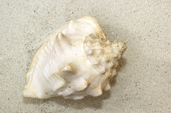 Muschel auf Sand — Stockfoto