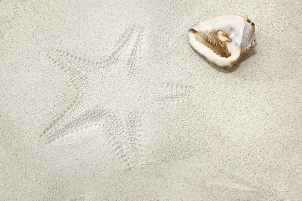 Sea shell on sand with starfish imprint — Stock Photo, Image