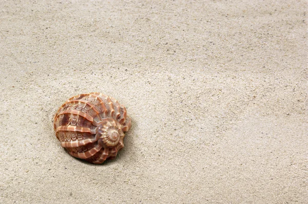 Muschel auf Sandhintergrund — Stockfoto