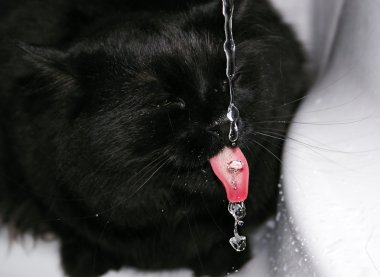 Black cat drinking water clipart