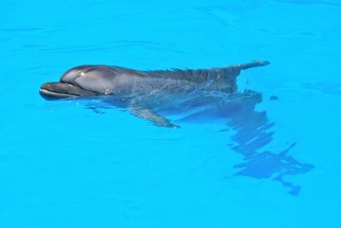 Dolphin in dolphinarium clipart