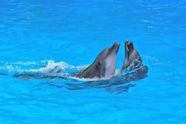 Yunuslar dolphinarium