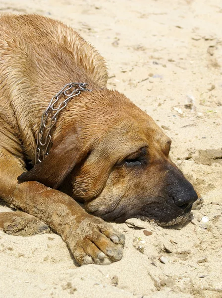 stock image Bloodhound dog