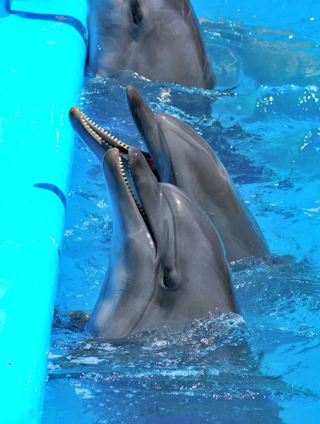 Dolphins in dolphinarium — Stock Photo, Image