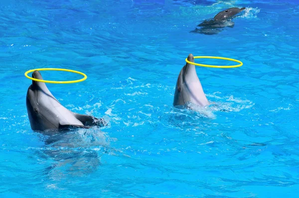 Two dolphins playing with rings in dolphinarium — Stock Photo, Image