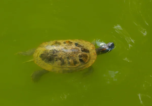 Черепаха — стокове фото