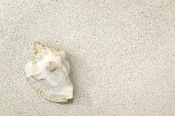 Sea shell on sand — Stock Photo, Image