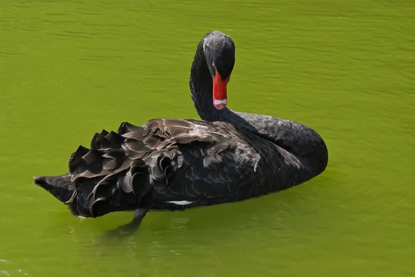 Siyah Kuğu'yeşil su — Stok fotoğraf