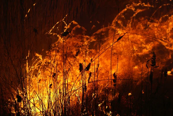 stock image Fire on the field