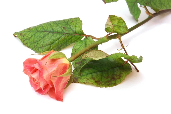 Stock image Rose on white background