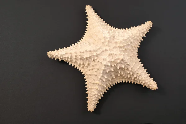 Starfish isolado em fundo preto — Fotografia de Stock