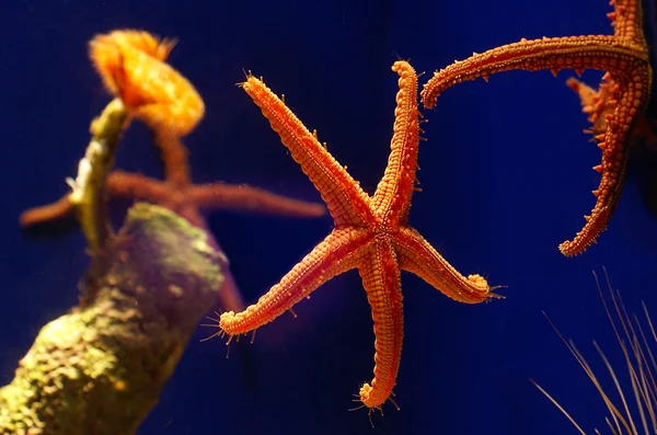 Starfish in the water — Stock Photo, Image